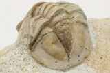 Niobella Lindstroemi Trilobite - Rare Species #200470-3